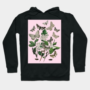 Entomologist's Moths Hoodie